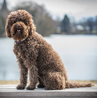 Crufts 2018